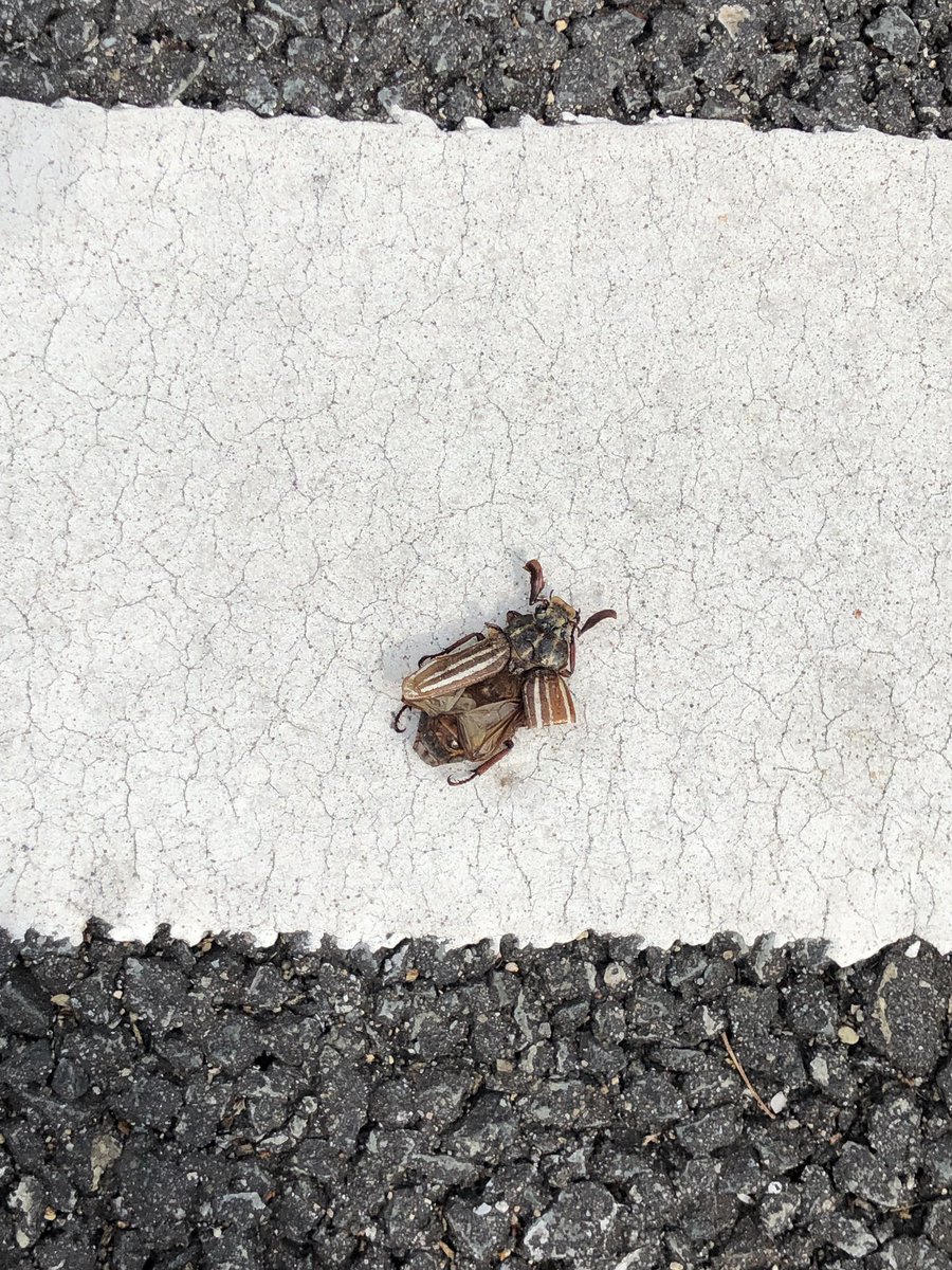 mongoriz_2's tweet photo. 下を向いて歩こう
兵庫県RDB Bランクが落ちてるよ https://t.co/5XlMA6UgWb