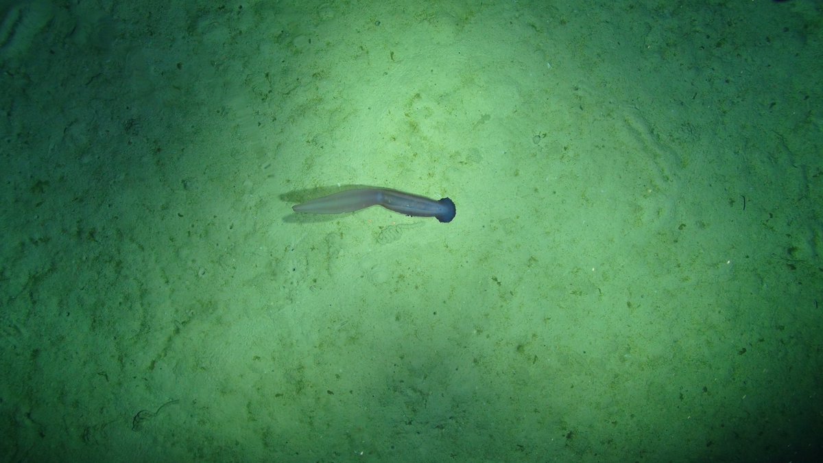 HulloThere tweet media