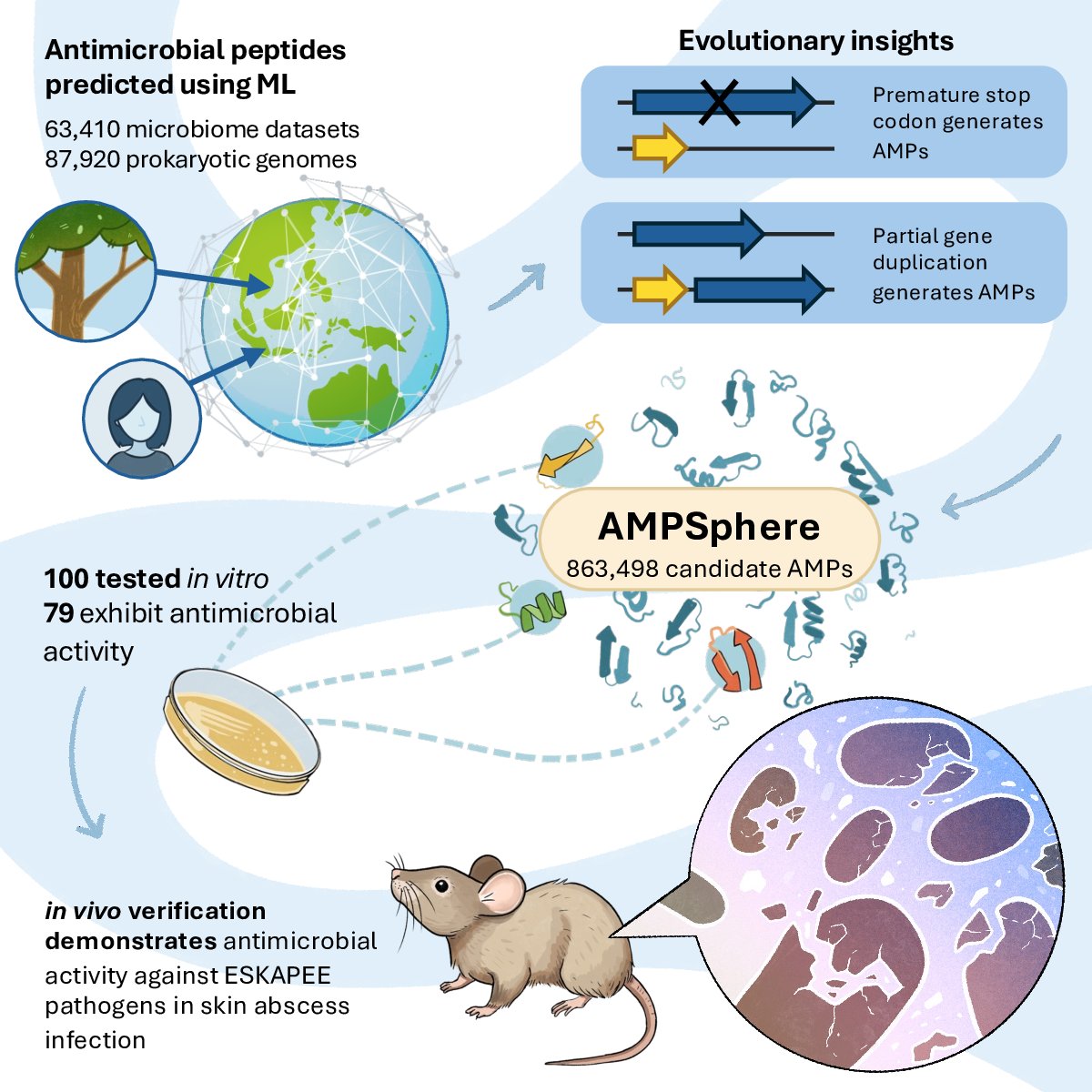 luispedrocoelho's tweet image. AMPSphere published in @CellCellPress. A thread on the main results
We obtain nearly 1 million novel antimicrobial peptides from the global microbiome!
In vitro testing showed that at least 79/100 are true positives
