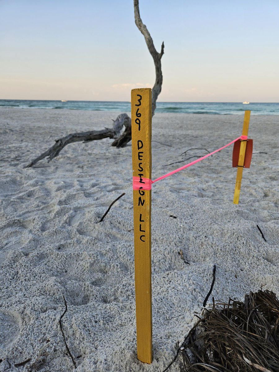 369DesignLLC's tweet image. Happy to announce that Longboat Key Turtle Watch recently named our two sea turtle nests at Whitney Beach on Longboat Key!
facebook.com/share/p/aiewWM…

369 Design, LLC offers #turtlefriendly #landscapedesign in Florida

#savetheturtles #turtlepower #oceanlife #marinelife #seaturtle