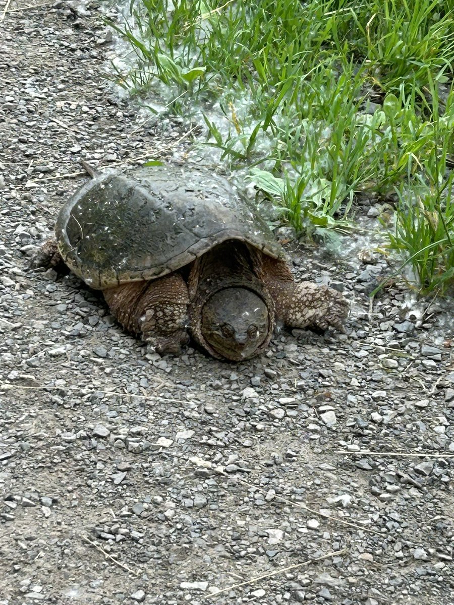 pattimarathon's tweet image. #WhileWalking #RBG #HamOnt