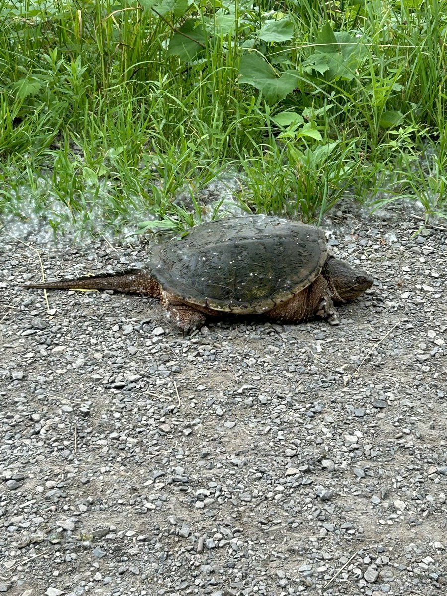 pattimarathon's tweet image. #WhileWalking #RBG #HamOnt