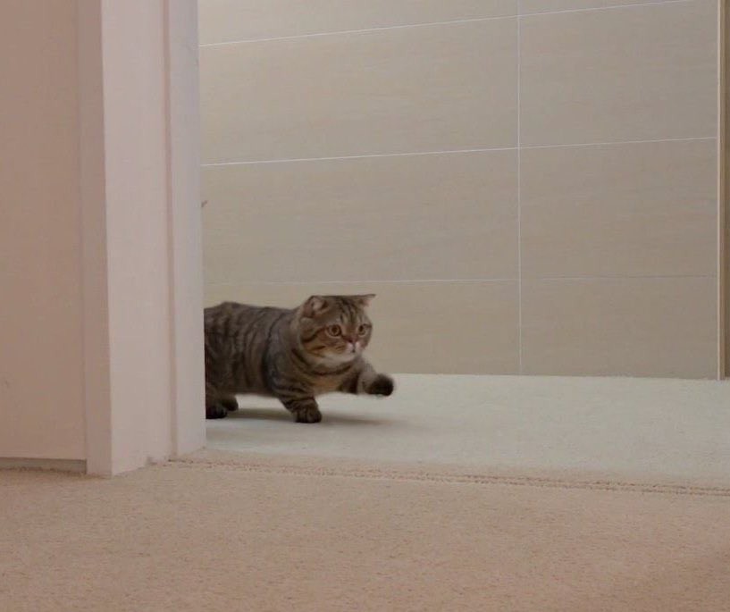 ⠀
cookie.⠀ me, after reappearing after 999 years ...hello is anyone here
⠀