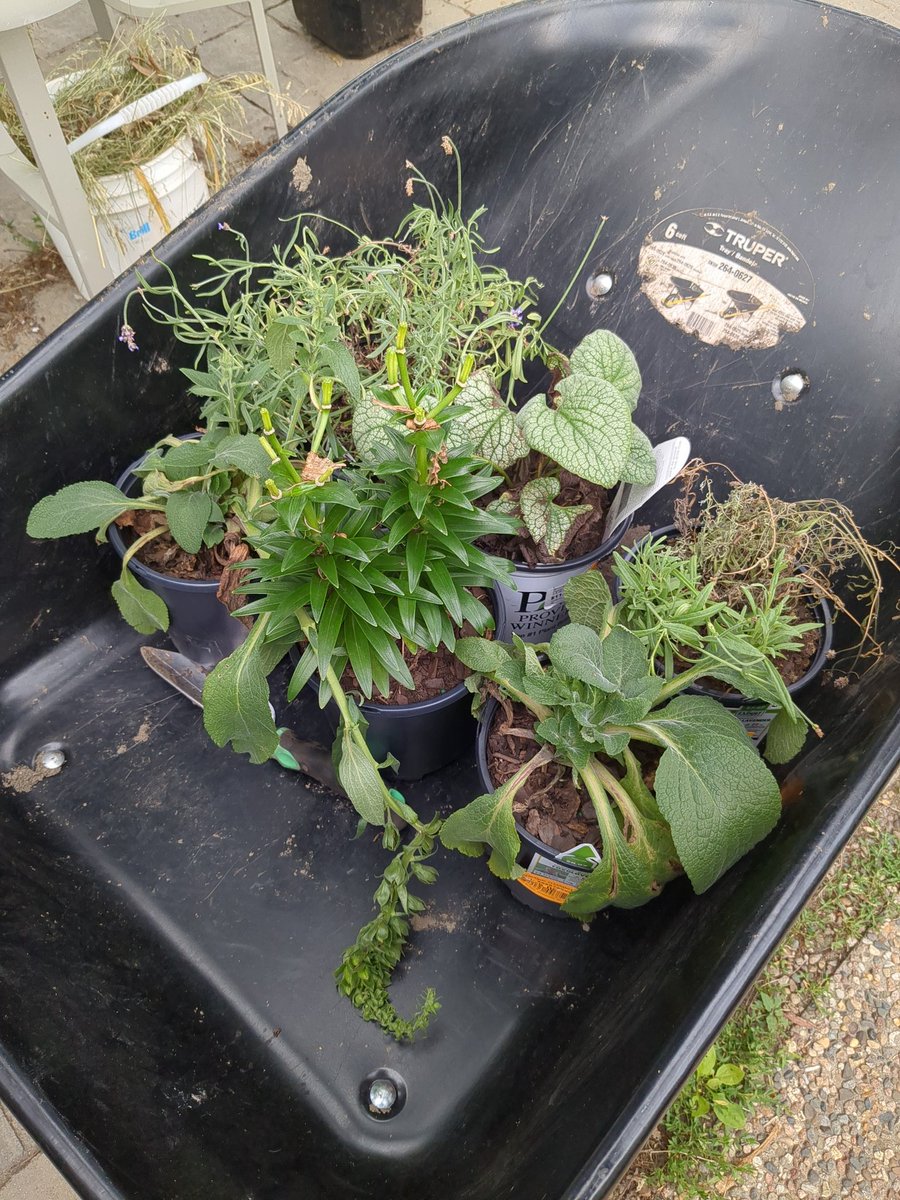 KaySpellCraft's tweet image. Plant haul!!!!