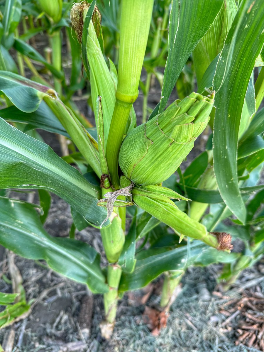 Lindsay Kimbrell tweet media