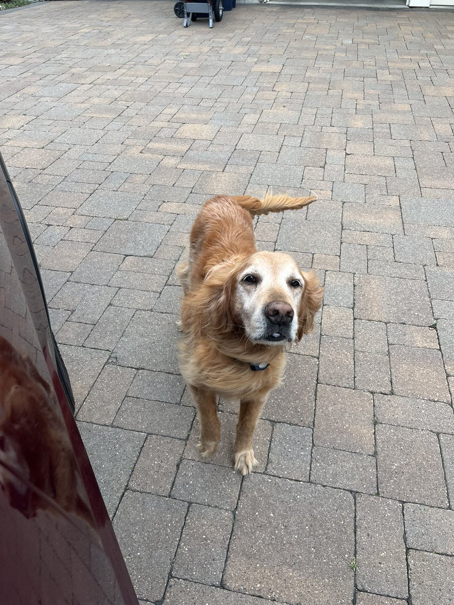 Jonkoznick's tweet photo. All filed for Re-Election & looking forward to getting out and re-connect with families and my #KozDogs friends. Today we met Dass, the gentle giant! #TeamKozMN #mnleg https://t.co/Z36VOMosNF