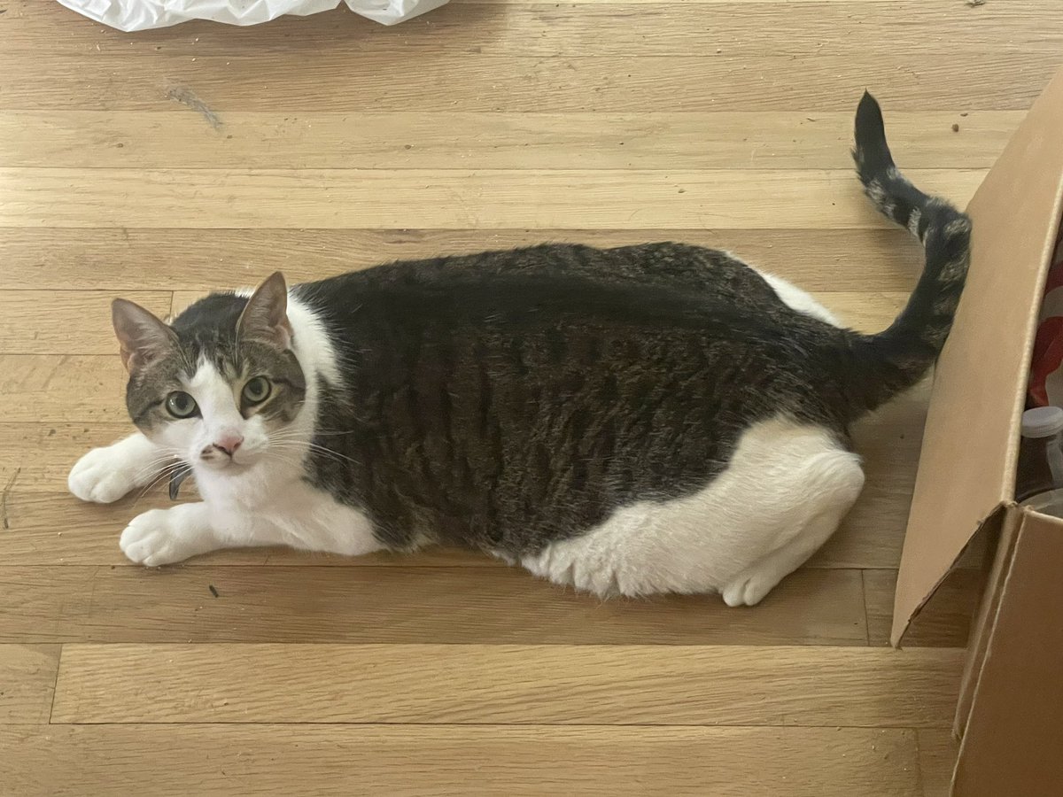 KadenceNashVT's tweet photo. Sharing some sad news. My cat was found have cancerous growths in critical areas so today my wife and I were forced to put her down. We were with her to the end, I am thankful she didn’t have to endure any real pain. 

Goodbye Cleopatra, thank you for being part of our family. https://t.co/9pa2t4dGaY