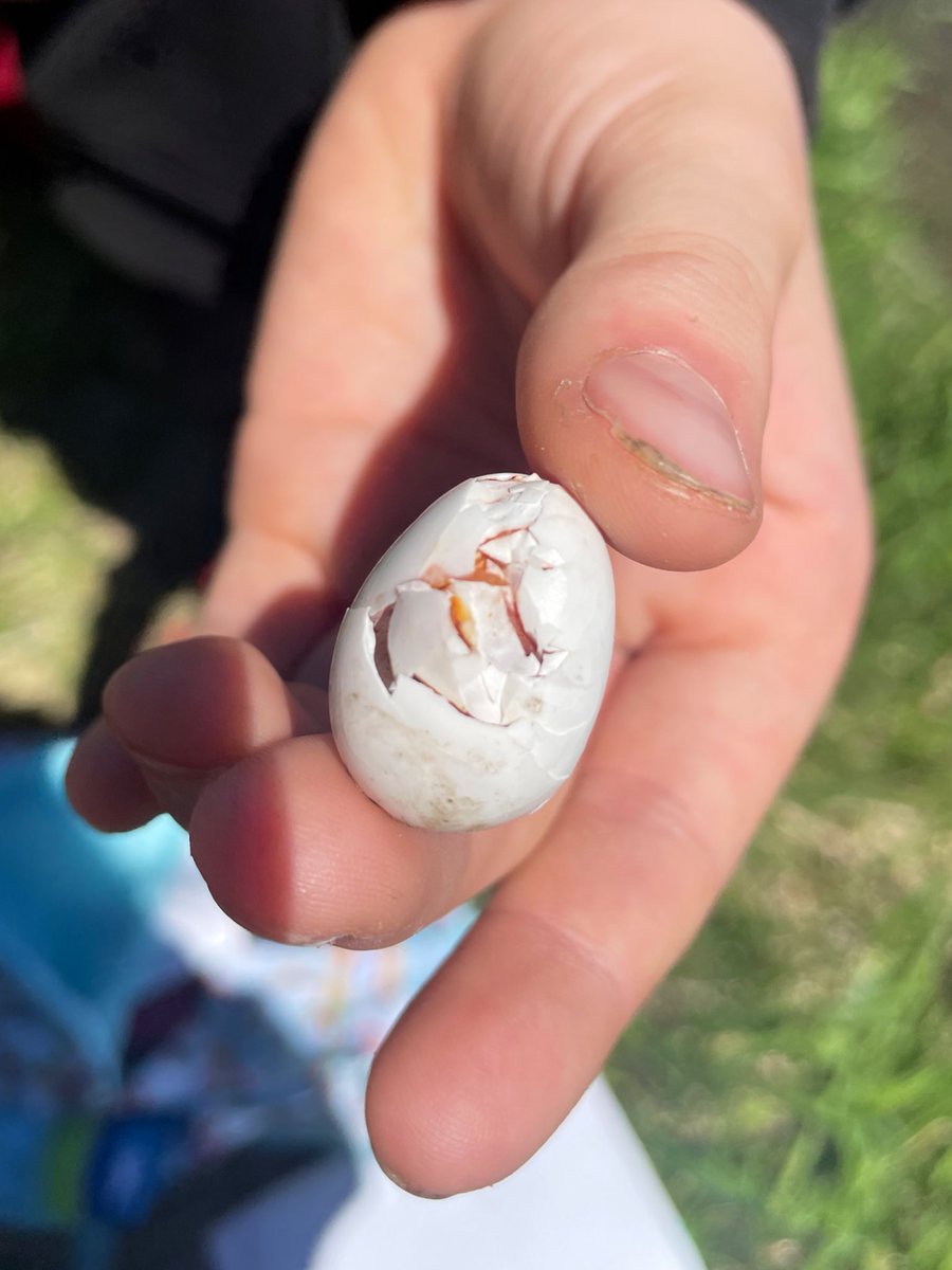 We went to a new sit spot and saw TONS of cool things! Feathers, eggs, and evidence that beavers were here at one point!