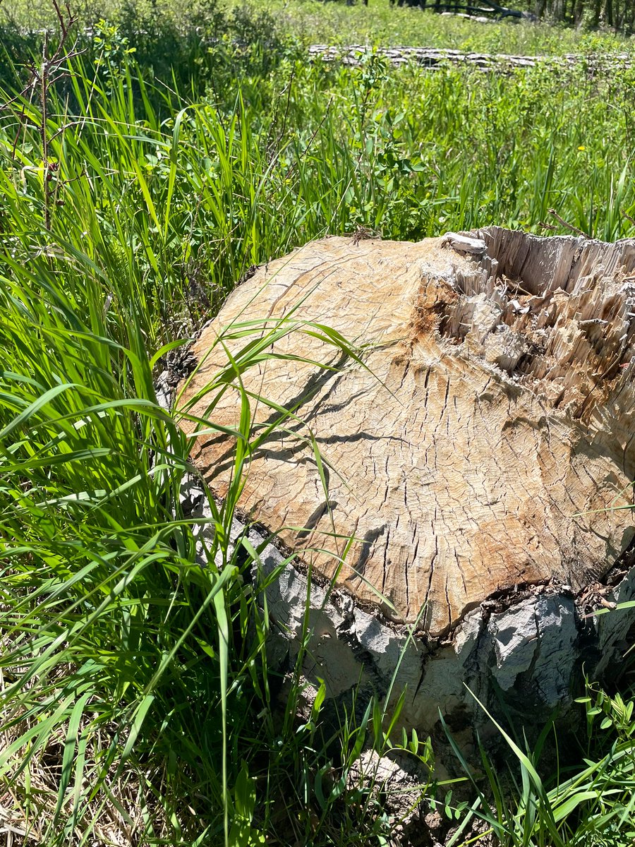 msrogstadsclass's tweet photo. We went to a new sit spot and saw TONS of cool things! Feathers, eggs, and evidence that beavers were here at one point! https://t.co/Xq9sbh7QU4