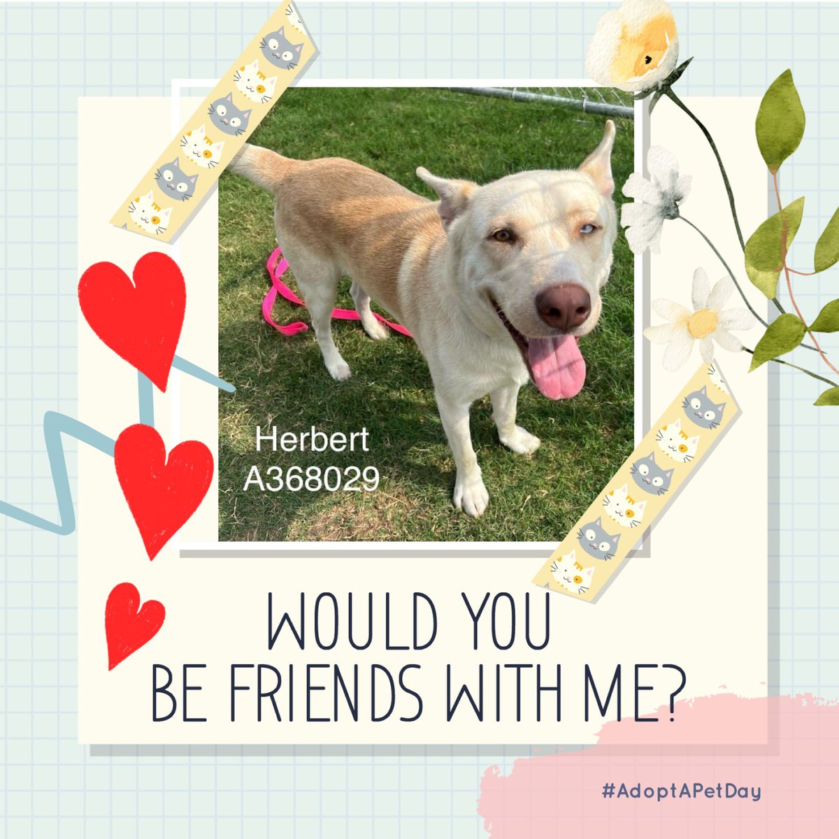 🆘🐾🆘HERBERT is my name only 57lbs , small and adorable Husky mix with a honey and white coat #A368029. My last day @ Corpuschristi TX AC will be 6/10💔 I’m INJURED and ❤️‍🩹🪱. Needs all the help I can get🙏I am friendly with👫👫that will KILL me 😭 Will YOU help me to get out of…