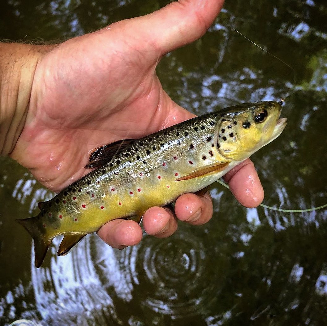 EzraThrush's tweet photo. Rippin’ lips in the rain. Good time out w/ some Capitol buddies, prepping for budget session! 🐟 #yellowbreeches #boilingspringspa #theallenberry #cumberlandcountypa https://t.co/nGuu3D0fsd