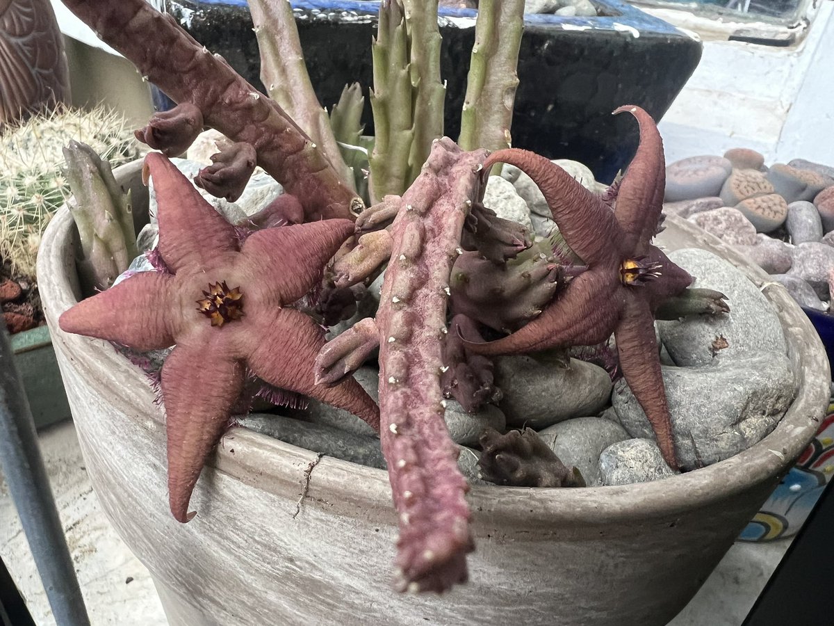 R9Ranff's tweet photo. 🌺🌺 Stapeliad Schinzii🌺🌺 https://t.co/MYgTUTuMHi