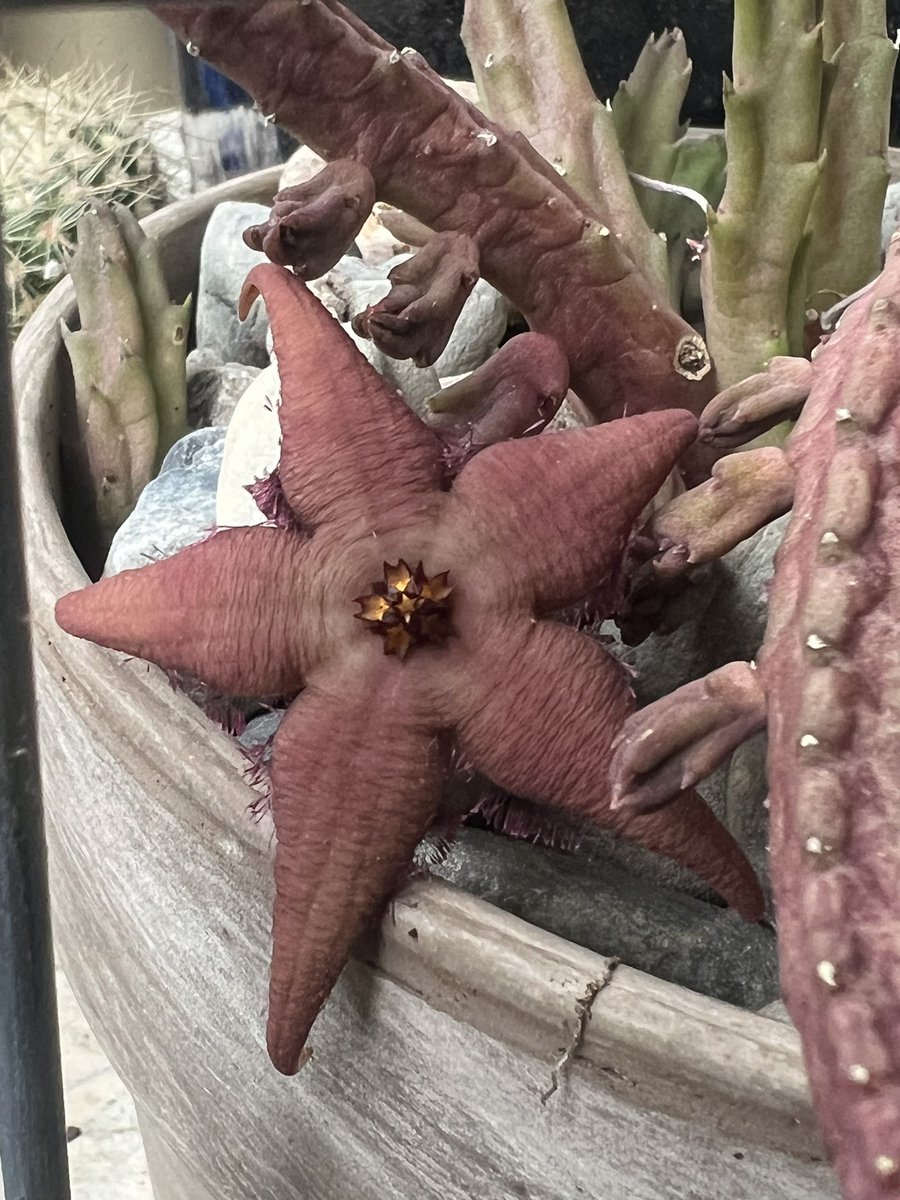 R9Ranff's tweet photo. 🌺🌺 Stapeliad Schinzii🌺🌺 https://t.co/MYgTUTuMHi