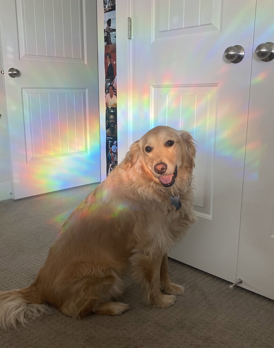 💖 (@twaniimals) on Twitter photo 