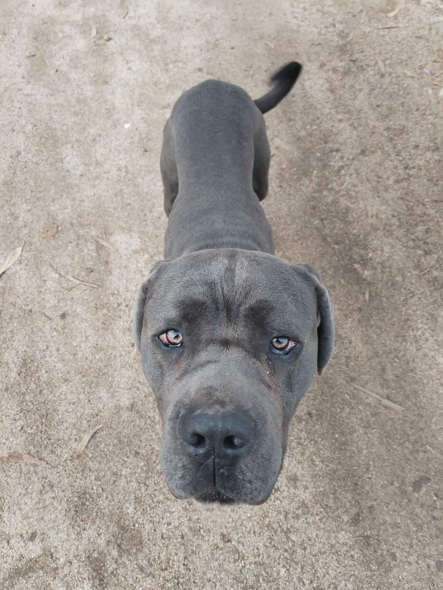 CsvChile's tweet photo. Difundan amigos tiene pinta de haver sido un perrito robadoojal encuentre su familia 😥 https://t.co/wRykJHySXf