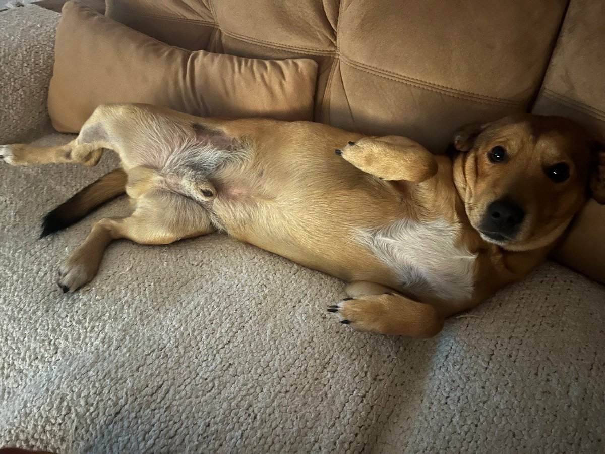 Meta The Doggo tweet media