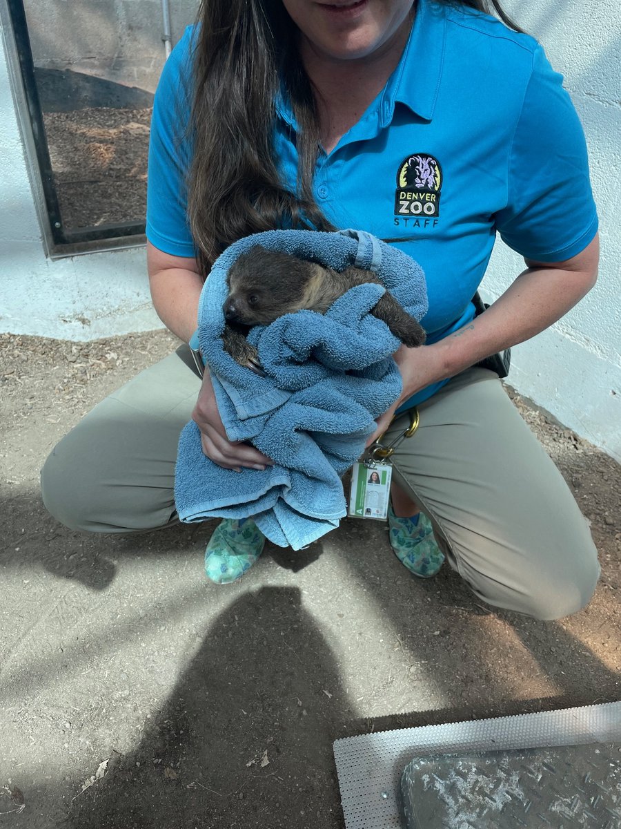 DenverZoo's tweet image. Our little sloth baby had its very first weight check recently, and we're thrilled to share that baby weighed in at 1.7 lbs! 🦥 

A huge thank you to Tom Adjutant and Sr. Director of Philanthropy Christina S. for capturing this precious moment. 
#DenverZoo #BabySloth