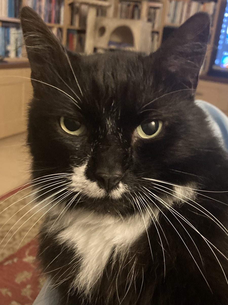 D.V. Catt tweet media