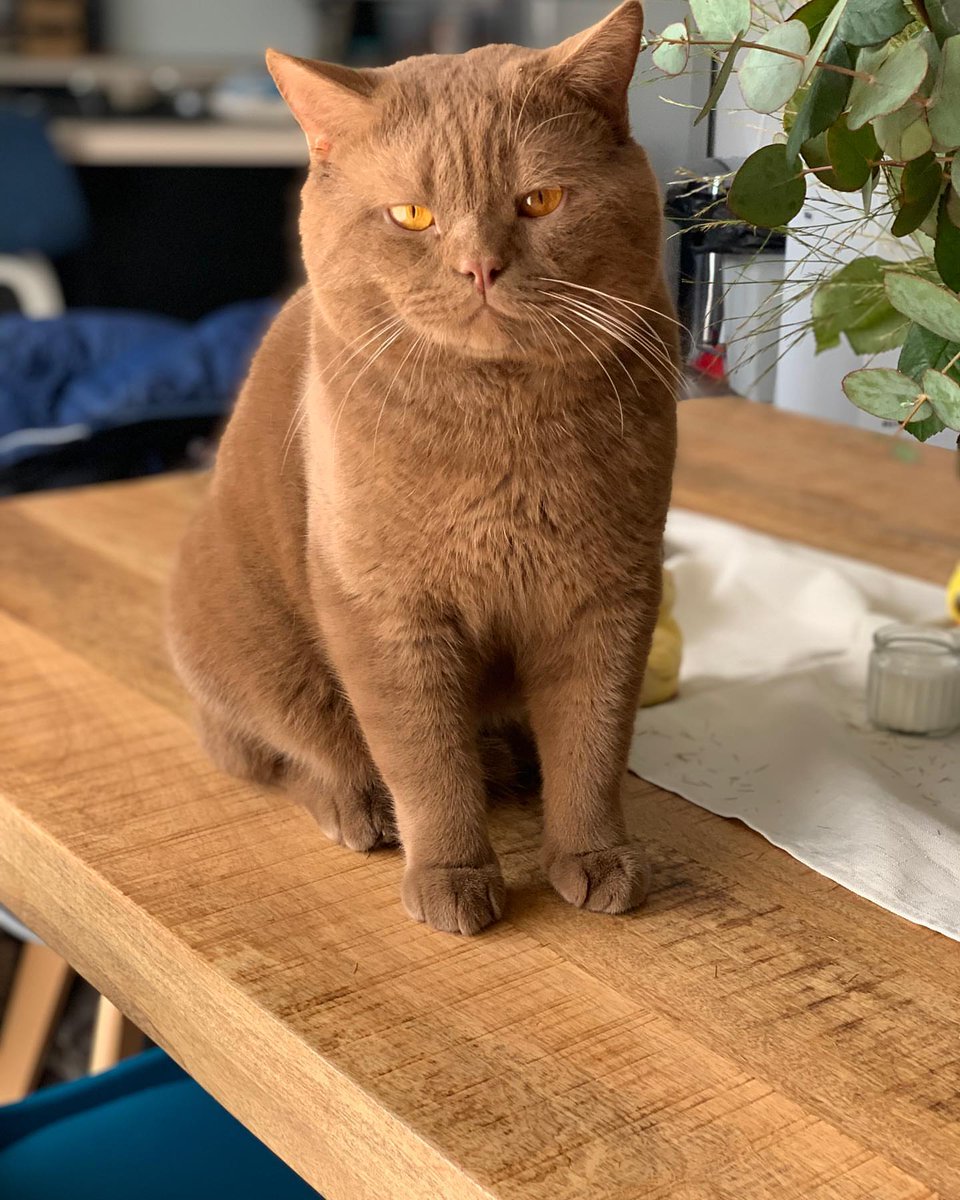 enchanting and well-groomed British shorthair kittens.
Visit our cattery for more information at ⤵️⤵️⤵️ 
Luxuriousbritishshorthair.com

#CatsofTwittter #Cat #kitten #kittens #CatsAreFamily #CatsL over #CatsOnX #catstagram #AnimalLovers #AnimalsUpClose #animals