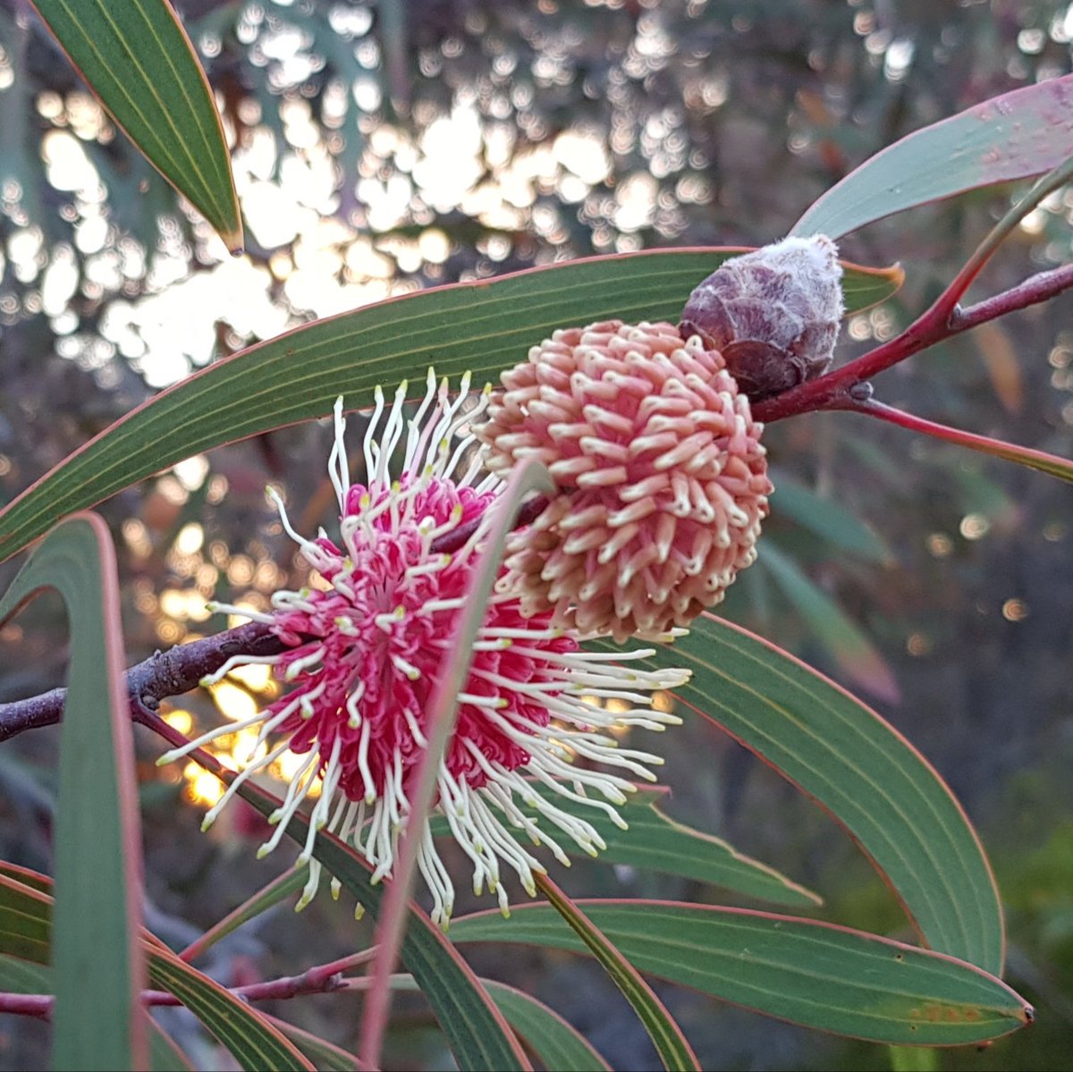 Paradoxa18's tweet photo. Stages of hakea
Live on-shrub
& more tiny sundews
kelpie pads for scale
#wildnfree https://t.co/ZMSzbI3GcX