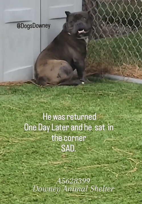 mapleveewesem's tweet photo. 💔🆘💔SAMMY was adopted from Downey #California ACC last week & returned😢😠
He's a 2 yo 49 lb short stack meatball who was good with other large dogs in playgroup. Please go visit this cutie ASAP & see if his smile works for you🙏
info⬇️ #A5628399 https://t.co/a6yQiWLwpk