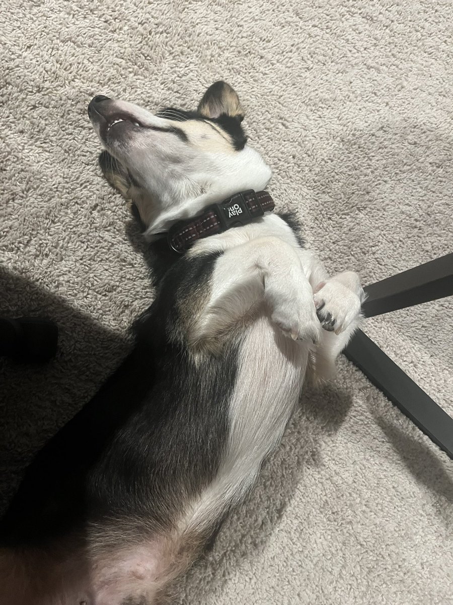 wolf06264's tweet photo. Ruff life being moms emotional support 💜 https://t.co/ZOIAovOxmZ