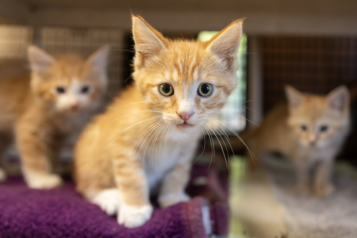 KITTEN SEASON NEVER ENDS! We're up to our ears &amp; elbows in cats &amp; kittens. We need foster homes, we need adopters, &amp; we need donations. Please share our posts when you see them! As always, we would love your financial support to help us save more lives! cathouseonthekings.com/donate/twitter
