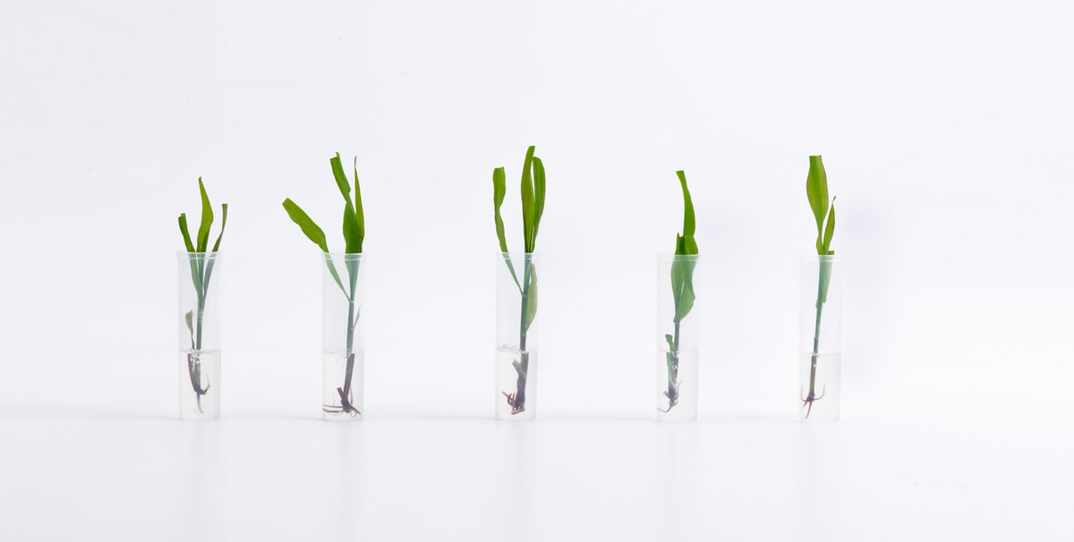 wimi_biotech's tweet image. WIMI offers year-round transformation services in our fully equipped tissue culture room and greenhouse, serving clients worldwide. 🌿 #WIMI #TransformationService #GlobalClients #GeneticTransformation 🌟🧪🌱🔬