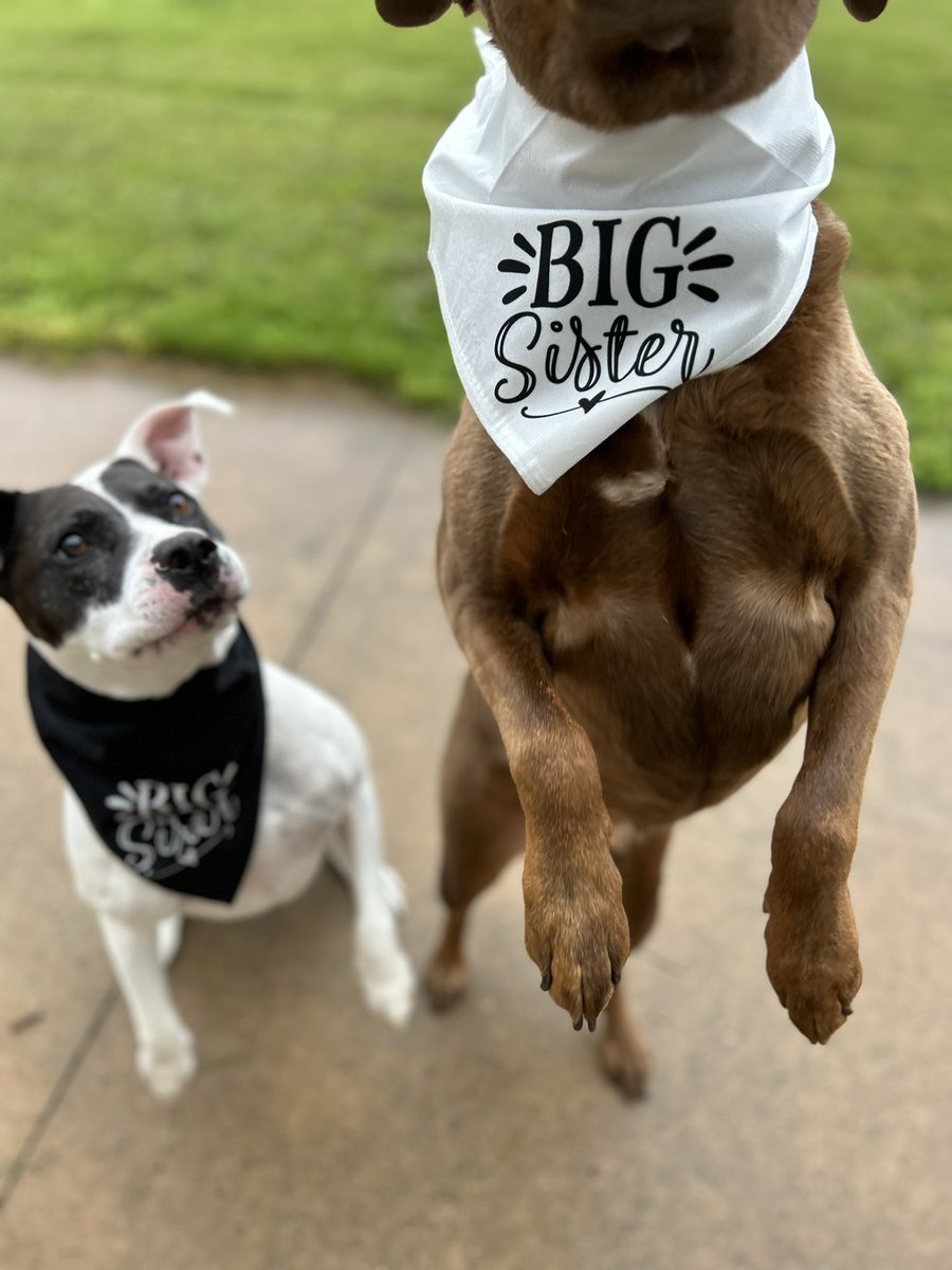 Susie Heavner tweet media