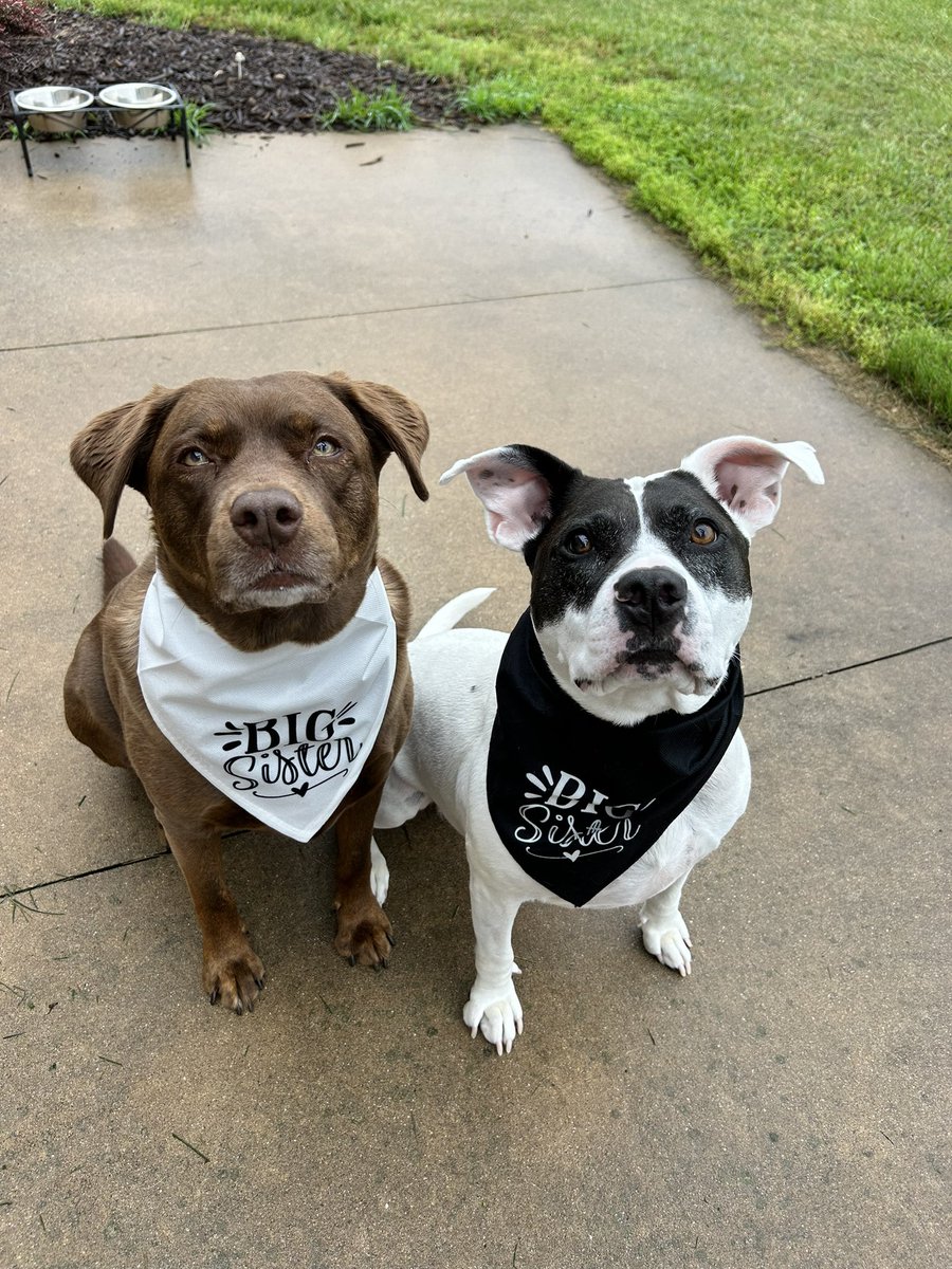 Susie Heavner tweet media