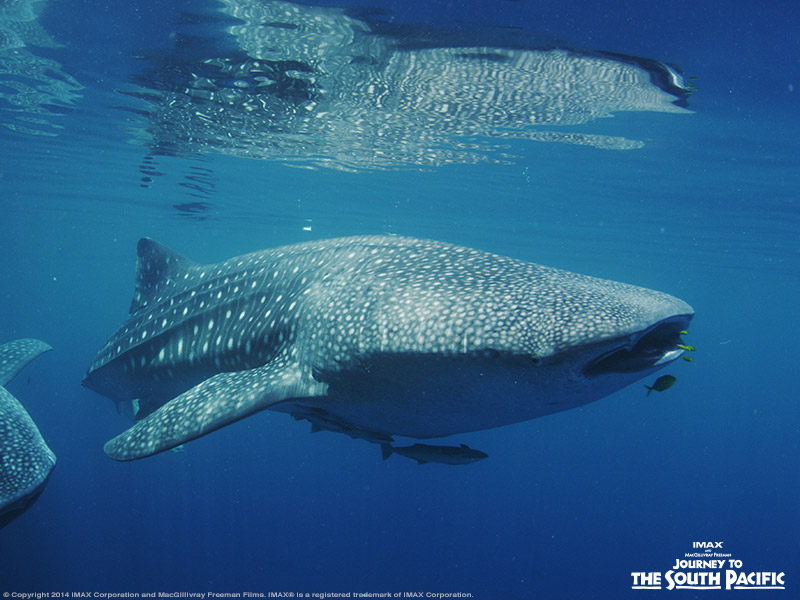 One World One Ocean tweet media