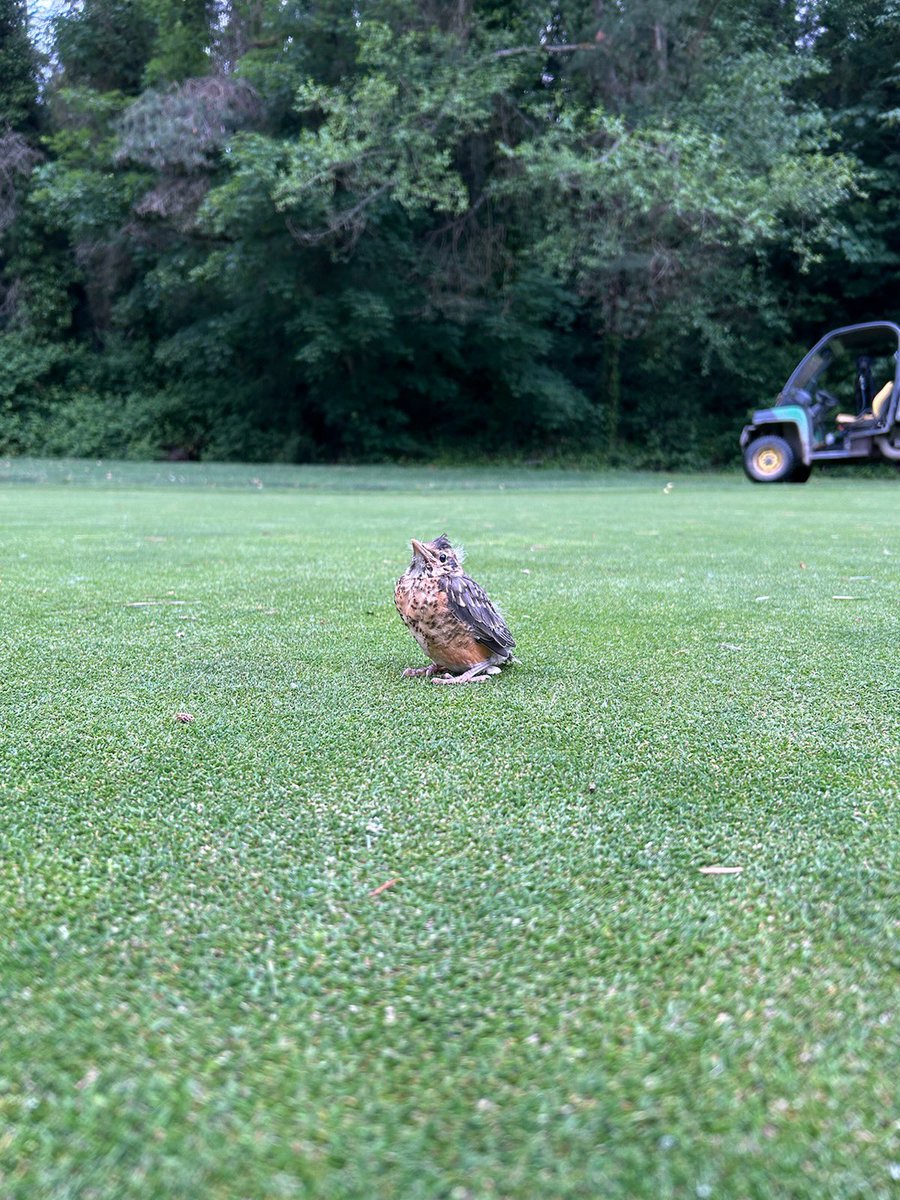 Jfulmer12's tweet photo. Bruno and I found this little guy on the 17th green this morning. He did pose for a photo #dogsofturf https://t.co/C2tIGmnTWS