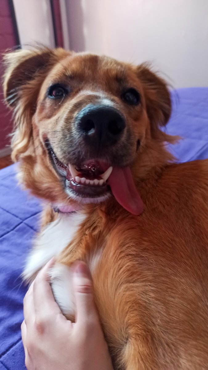 _JavieraVC's tweet photo. Lily Rose le encantaría esa gift card para comprar cositas #MiMascotaRata 
@DescuentosRata https://t.co/SPYL0bqTir