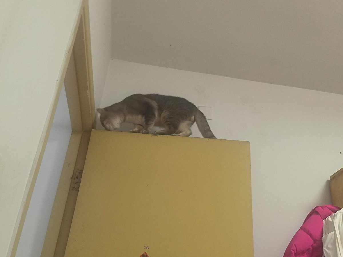 愿意称之为体操猫