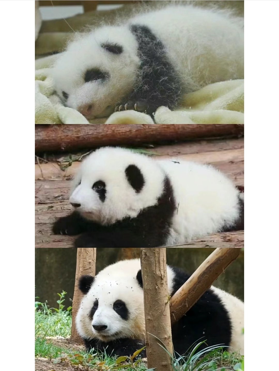 PandaHuaHua - Search / X