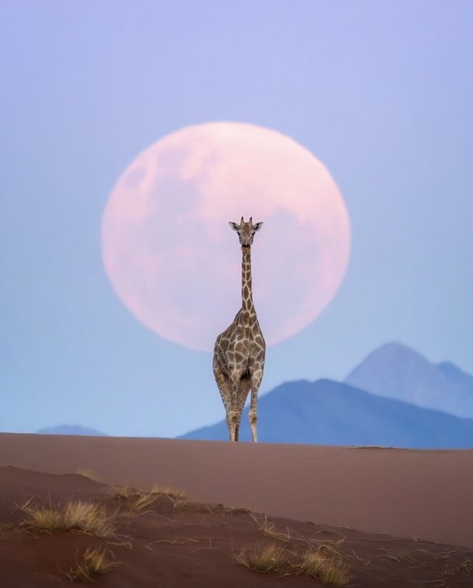 Arteymas_'s tweet photo. Un día normal en Namibia 🇳🇦 https://t.co/YvNFl7pKef