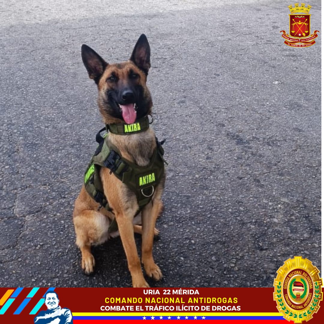 PaezCabreraGNB's tweet photo. #ConNicoNosotrosVenceremos
Ella es “Akira” nuestra semoviente canina adscrito a la URIA Mérida, está capacitada para la detección y búsqueda de drogas; y también presta servicio en materia de prevención en las escuela y liceos. 

Heroína al servicio de la Nación. #CNA #GNB #Sunad https://t.co/iIfJmXiHG1