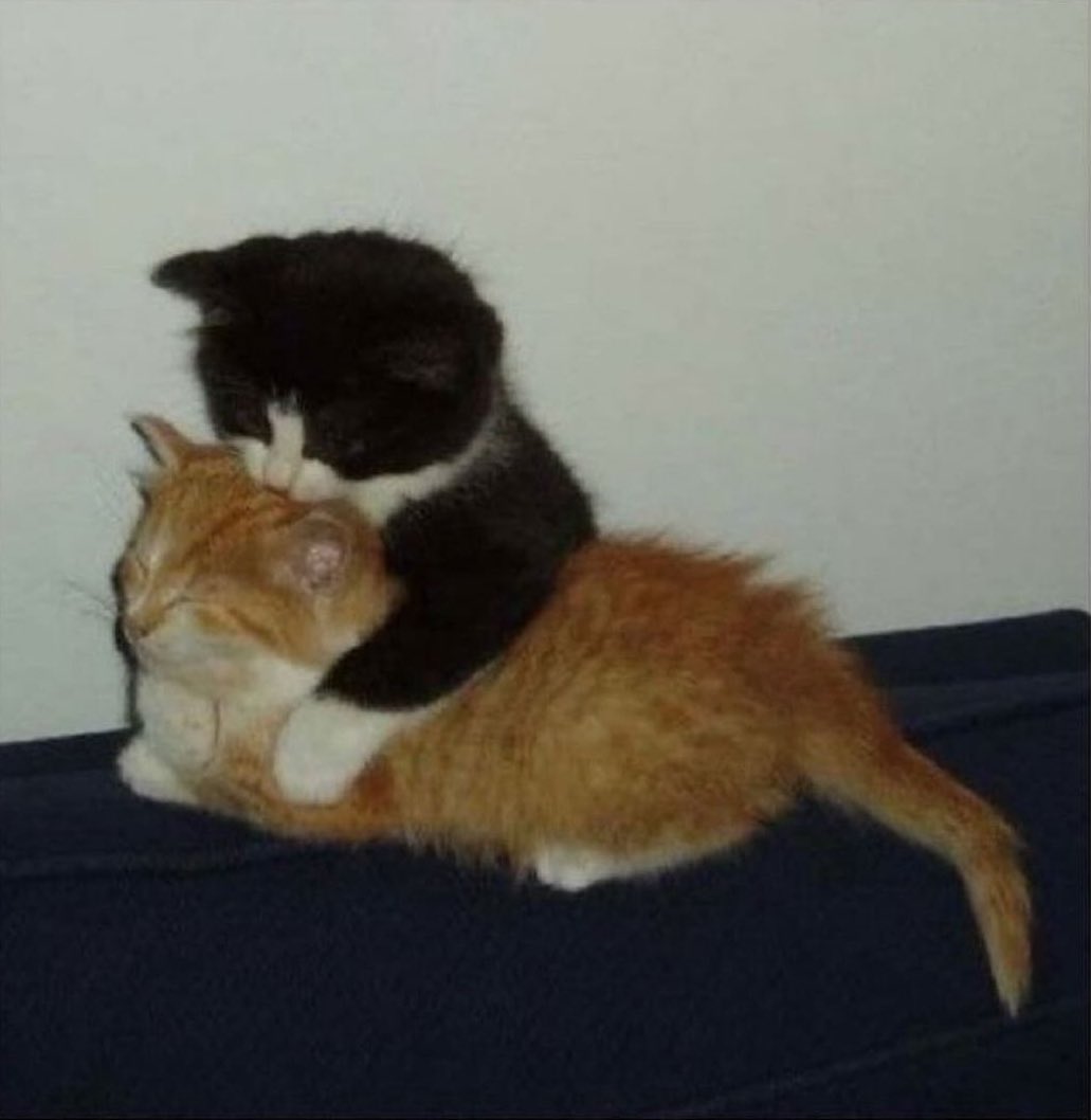 Punch Cat tweet media