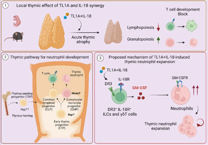 Waggoner Lab (@labwaggoner) on Twitter photo TL1A and IL-18 synergism induce acute thymus atrophy while promoting extramedullary thymic granulopoiesis in a NOTCH and GM-CSF-controlled manner <a href="/P_Tougaard/">Peter Tougaard</a> <a href="/MarioRuizPrez1/">Mario Ruiz Pérez</a>
nature.com/articles/s4142… TL1A and IL-18 synergism induce acute thymus atrophy while promoting extramedullary thymic granulopoiesis in a NOTCH and GM-CSF-controlled manner <a href="/P_Tougaard/">Peter Tougaard</a> <a href="/MarioRuizPrez1/">Mario Ruiz Pérez</a>
nature.com/articles/s4142…