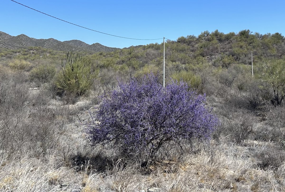 Hermoso ejemplar de Guayacán en el norte de Hermosillo. Nadie lo plantó ahi, nadie lo cuida ni lo riega, nos regala su máximo esplendor y belleza en el día mundial del medio ambiente para recordarnos que la naturaleza no necesita de nosotros, pero nosotros si necesitamos de ella.
