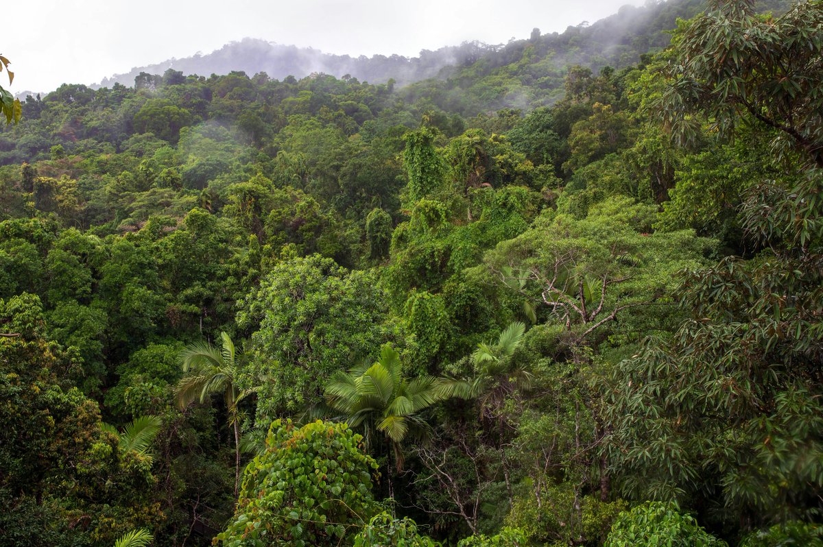James Cook Uni (@jcu) on Twitter photo 🌳#ICYMI last week, JCU scientists will be helping spectacled flying foxes survive heatwaves, after about one third of Australia’s population of the mammals died during hot weather in 2018. <a href="/NESPLandscapes/">NESP Resilient Landscapes Hub</a> #throwbackthursday
Full story📰 👉 shorturl.at/64Cor 🌳#ICYMI last week, JCU scientists will be helping spectacled flying foxes survive heatwaves, after about one third of Australia’s population of the mammals died during hot weather in 2018. <a href="/NESPLandscapes/">NESP Resilient Landscapes Hub</a> #throwbackthursday
Full story📰 👉 shorturl.at/64Cor