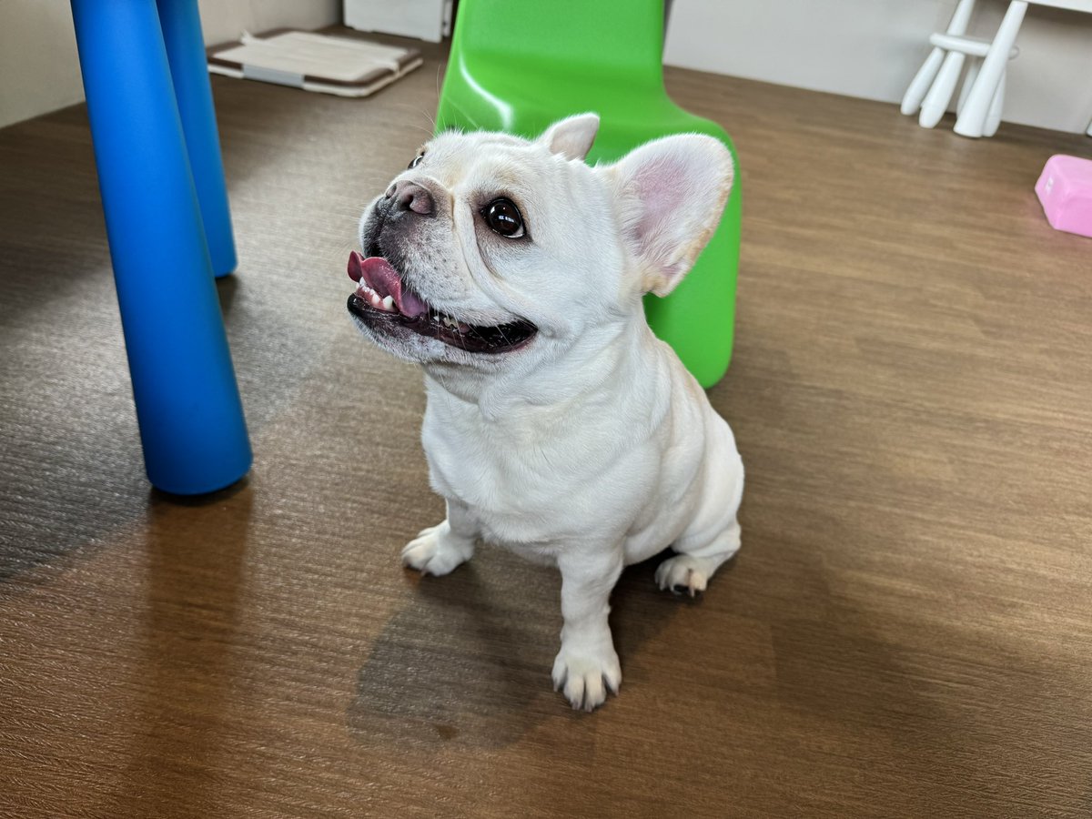 暑い日は室内ドッグラン