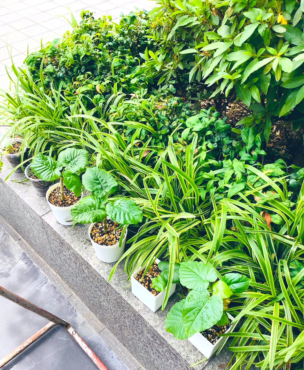 おはようございます☀

本日のスペシャルメニューはタコライスになっております🐙🤍✨

昨日から仕込んだミンチソースと上にトッピングされるレタス、トマト、チーズが絶妙なスパイスになりそしてタコスのチップスを添えれば、絶品タコライスの出来上がり！！！

是非お越しくださいませ🙇‍♀️

#江坂