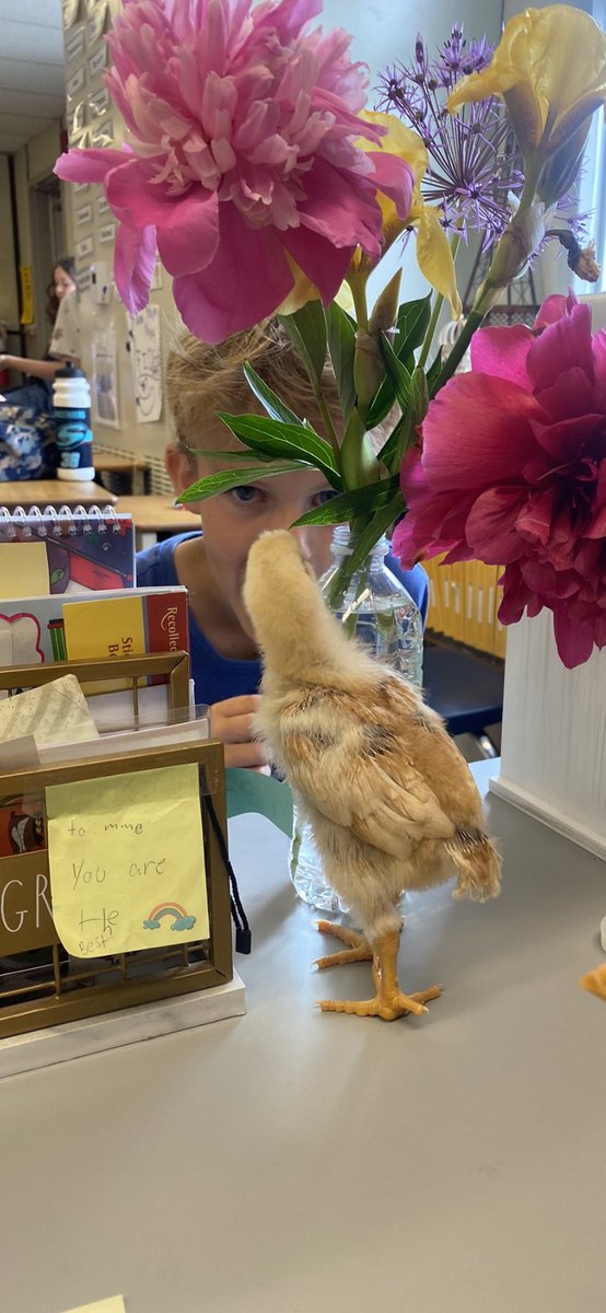 Nicole MacKay (@madamemackay) on Twitter photo Cutest game of hide and seek that I ever witnessed! 🌸🌷We’re definitely gonna miss these fluffy friends when they head to their forever farm next week! <a href="/GoodfellowPS/">Goodfellow P.S.</a> Cutest game of hide and seek that I ever witnessed! 🌸🌷We’re definitely gonna miss these fluffy friends when they head to their forever farm next week! <a href="/GoodfellowPS/">Goodfellow P.S.</a>