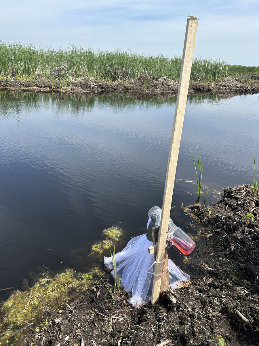Meghan Dopping-Ward 🌱 (@meglovesbugs) on Twitter photo Another great field trip <a href="/PointPeleeNP/">Point Pelee National Park, Parks Canada</a> deploying emerging aquatic invertebrate traps to compare insect communities before and after Typha x glauca and Phragmites treatment in #GreatLakesCoastalWetlands Another great field trip <a href="/PointPeleeNP/">Point Pelee National Park, Parks Canada</a> deploying emerging aquatic invertebrate traps to compare insect communities before and after Typha x glauca and Phragmites treatment in #GreatLakesCoastalWetlands