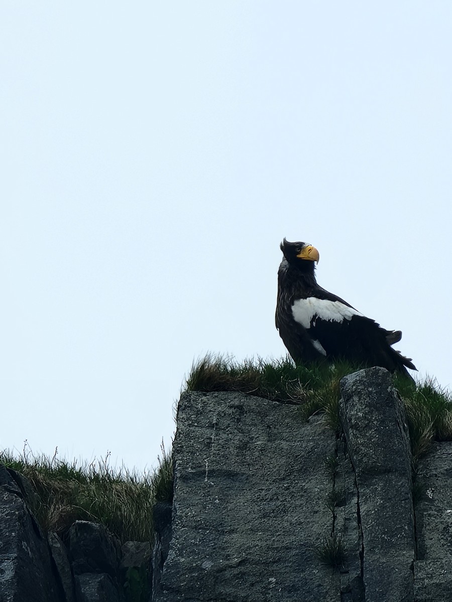 Rare Bird Alert tweet media