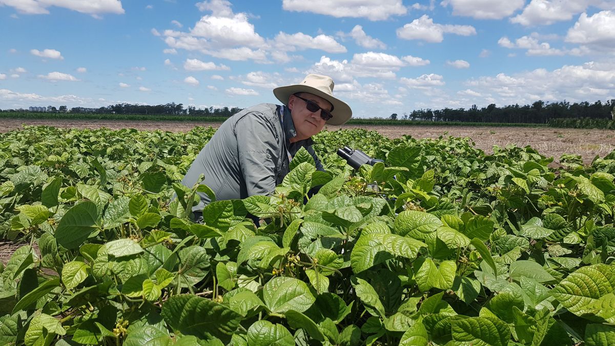 theGRDC's tweet image. Preventative spraying for powdery mildew is not necessary in mungbean. Better to sow early to avoid unfavourable weather &amp;amp; use the Powdery Mildew MBM app for decisions around fungicide applications.

@unisqaus @DAFQld 

👉 bit.ly/3V81tGd
📲 App available in app stores