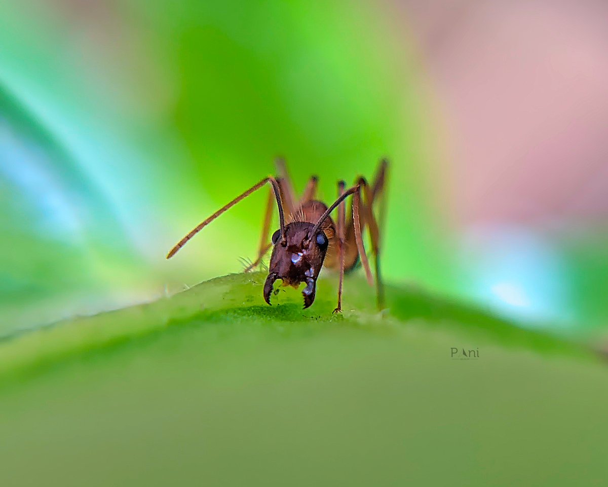 paneendraba's tweet photo. Sugar Ant
Some species, like soldier ants, have large mandibles (pincers) that appear menacing but are mostly for show.
@IndiAves @Avibase
#pharaohants (most relevant)
#antsofinstagram
#macrophotography
#insectsofinstagram
#nature
#entomology
#buglife
#insectecology
#ants https://t.co/H0VCgb3qvP