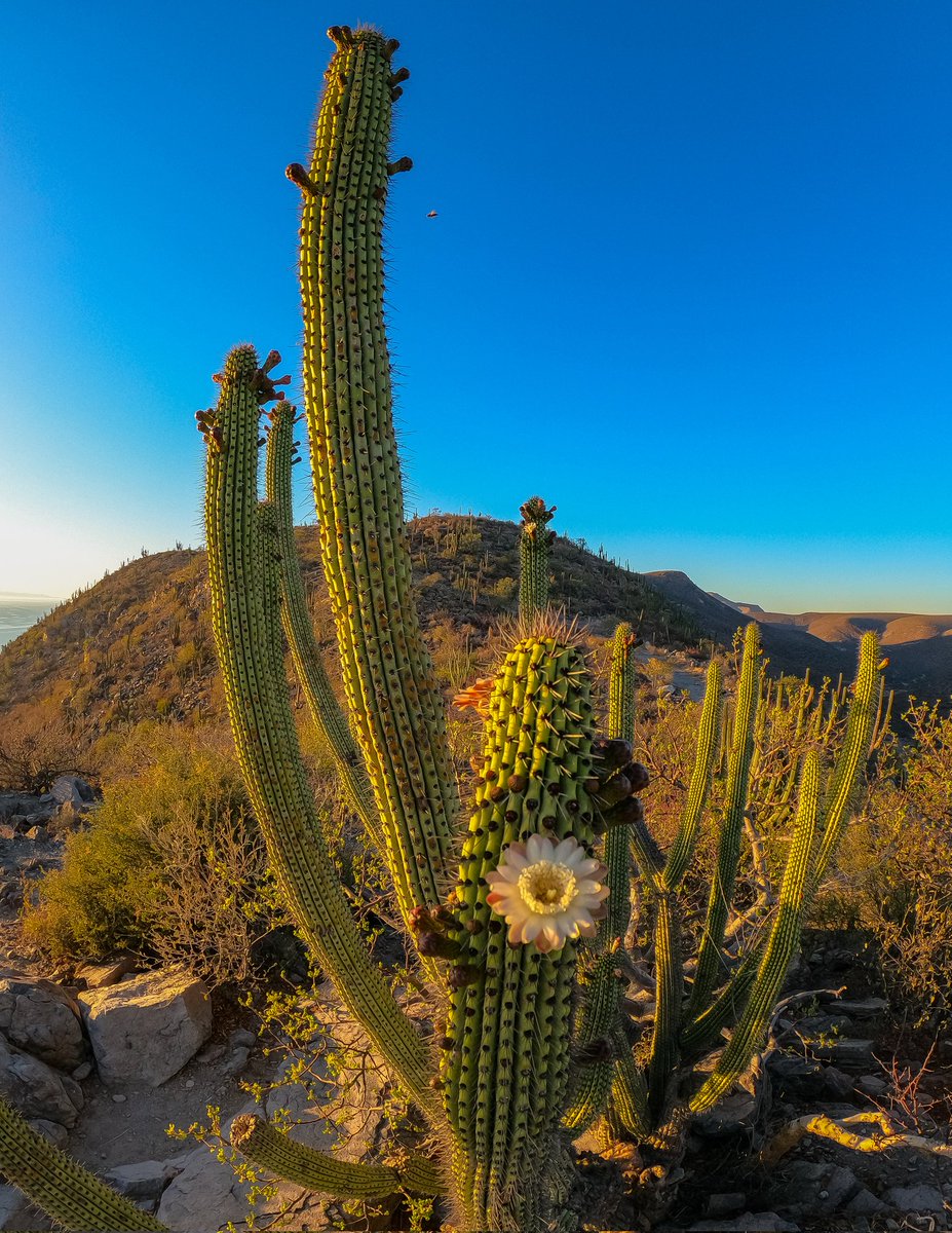 🌵🌸  La pitaya esperando el verano ...
 #bcsmitierra🌵🌊🏜️🌵 #BajaCaliforniaSur #lapazbcs🌴
