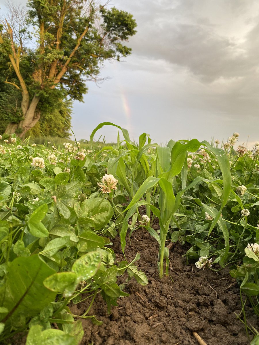 newagrifood's tweet photo. Hulless awnless #barley, red flowered #peas, #corn -#clover #rowmow and winter #oats 🌈 🌅 https://t.co/IYkOg39uLf